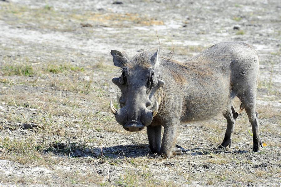 Warthog