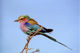 Lilac-breasted Roller