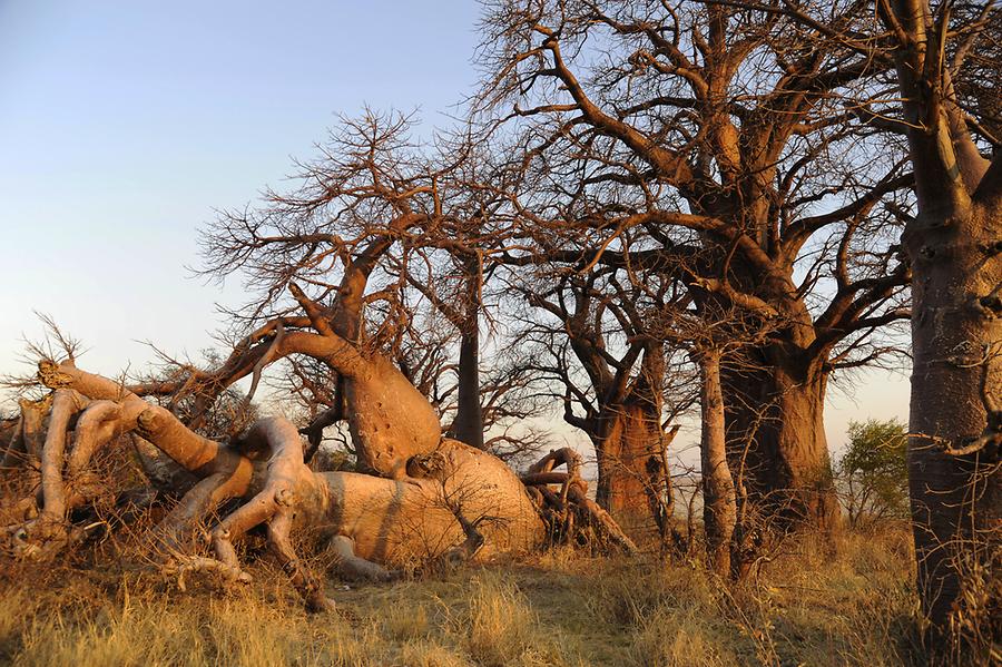 Baines Baobab