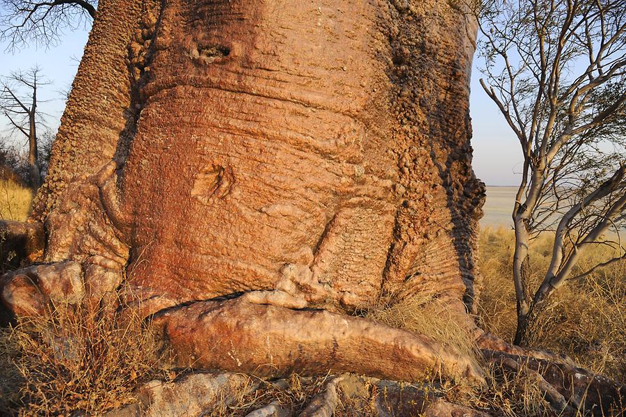 Baines Baobab