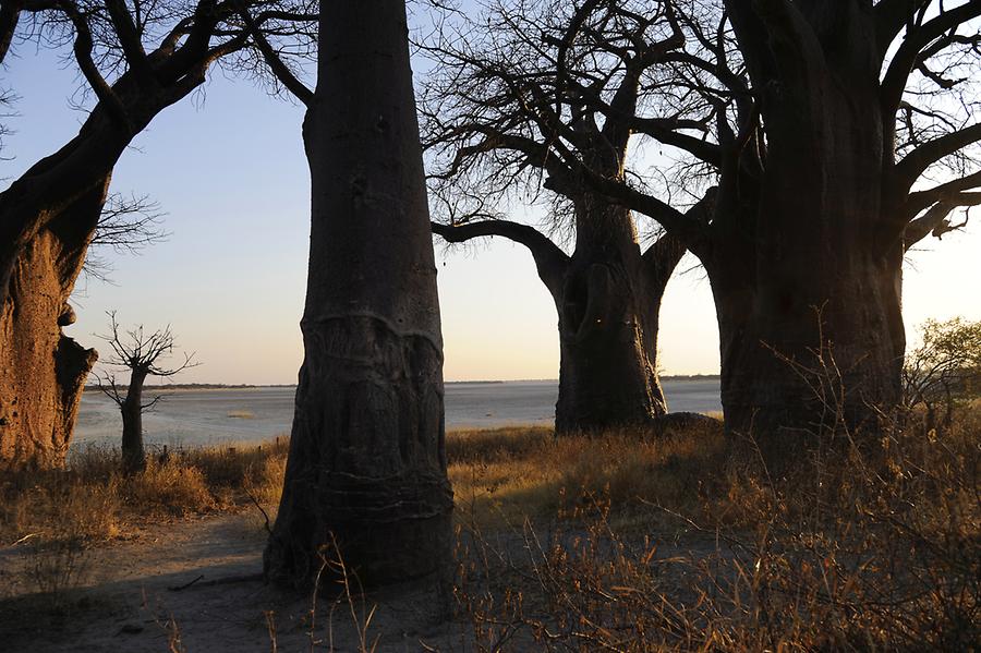 Baines Baobab