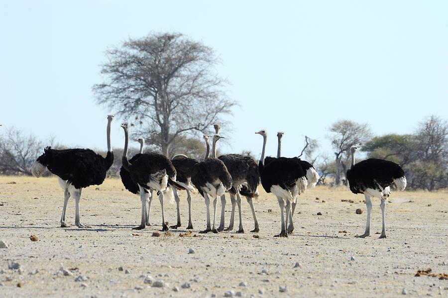 Ostriches