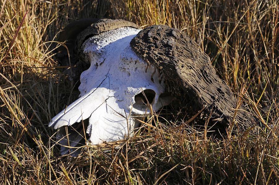 Antilope Skull