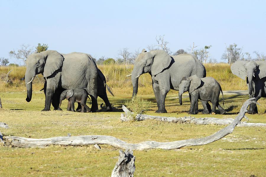 Elephants