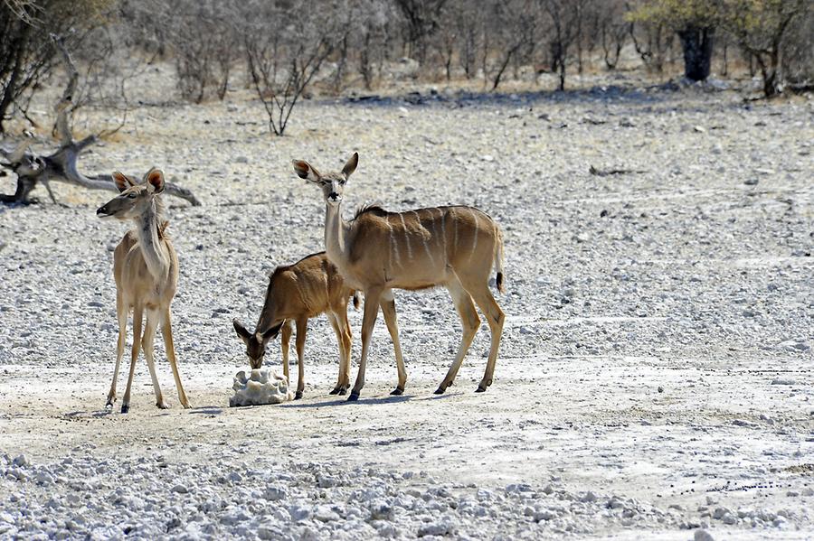 Female Kudus