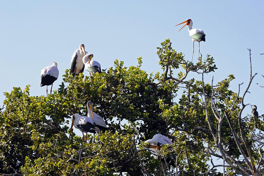 Ibis