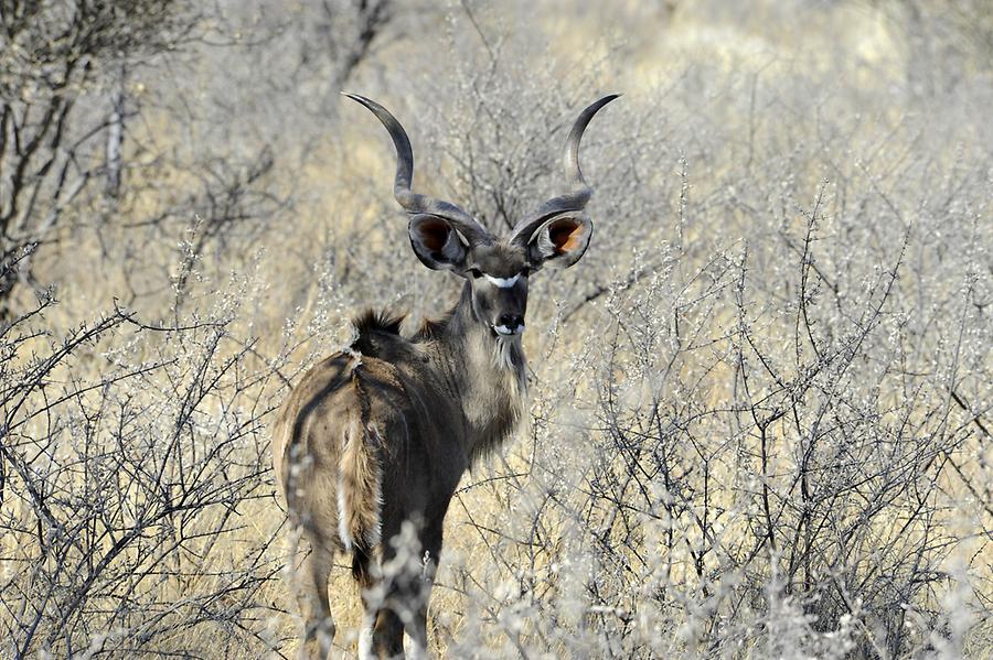 Kudu