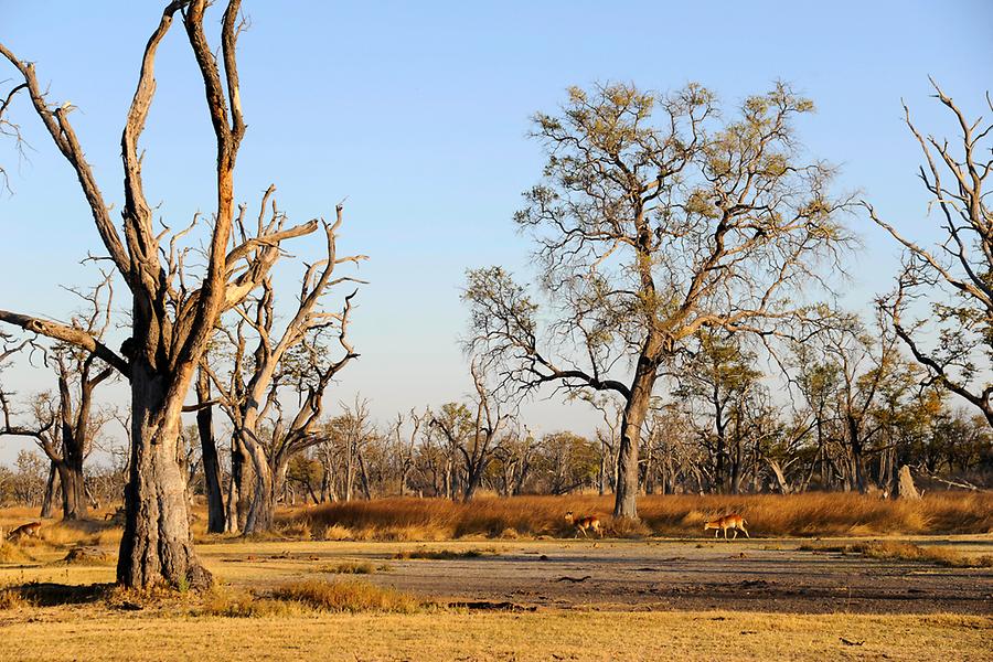 Moremi National Park