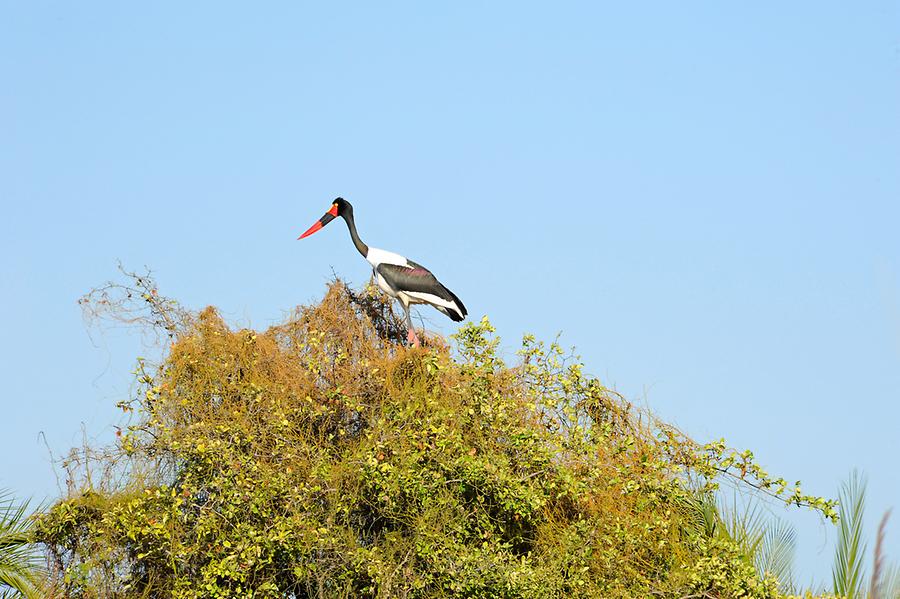 Saddle-Bill Stork