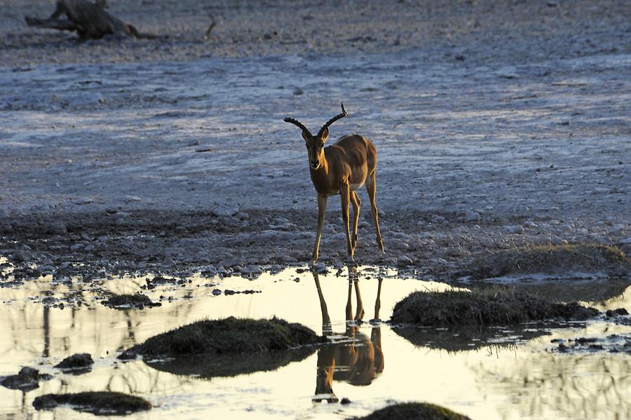 Springbok