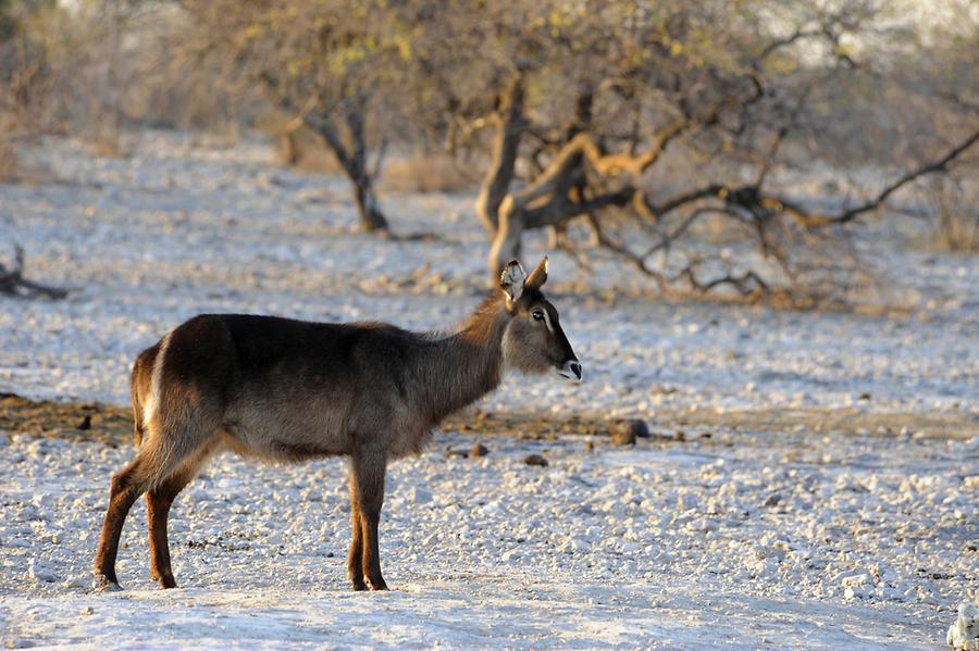 Waterbuck