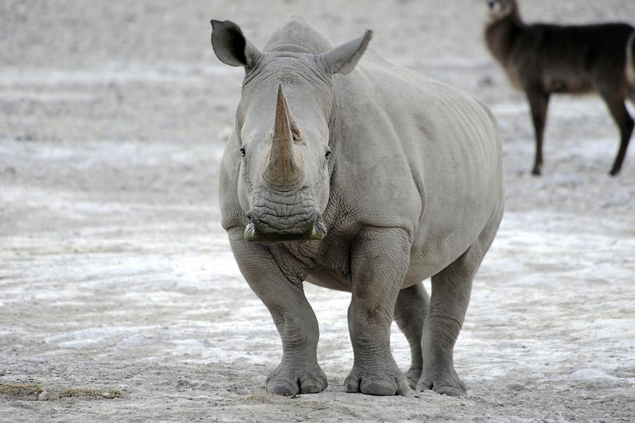 White Rhinoceros