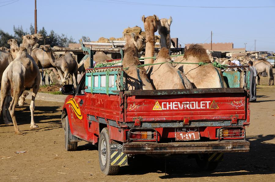 Birqash - Camel Market