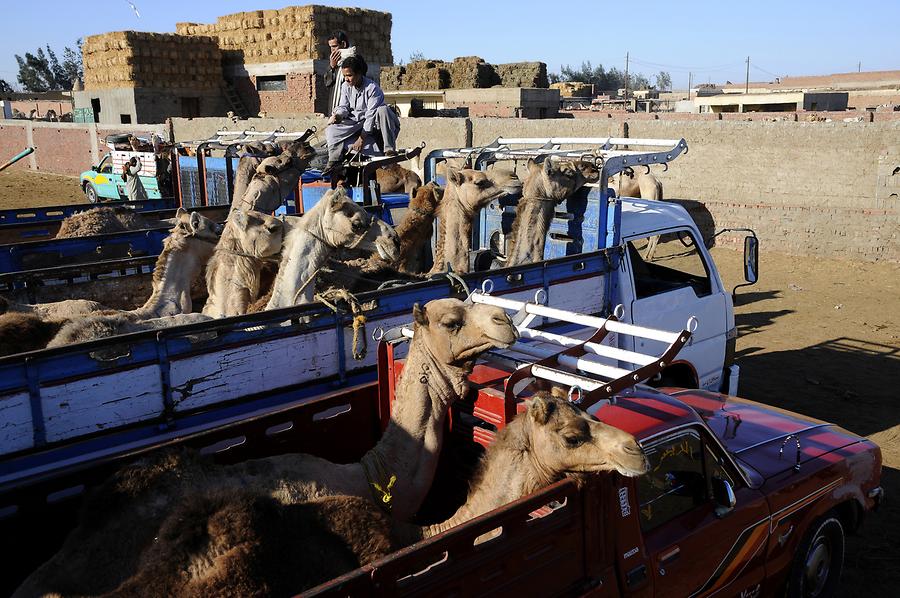 Birqash - Camel Market