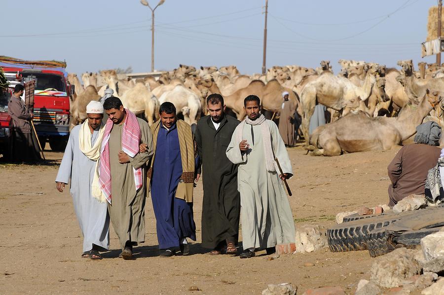 Birqash - Camel Market