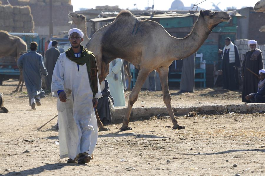 Birqash - Camel Market