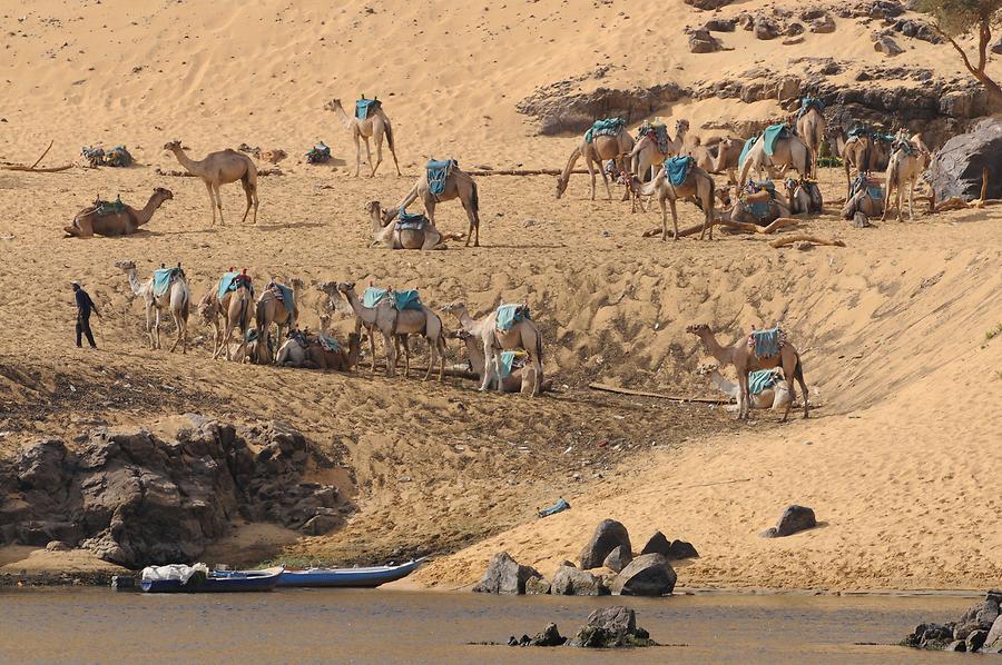 Monastery of St. Simeon - Camel Leaders