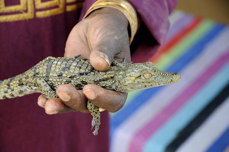 Nubian Village - Crocodile