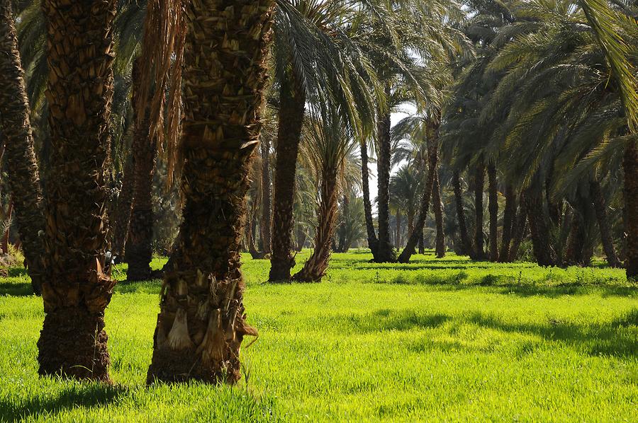 The Nile Valley near Kom Ombo