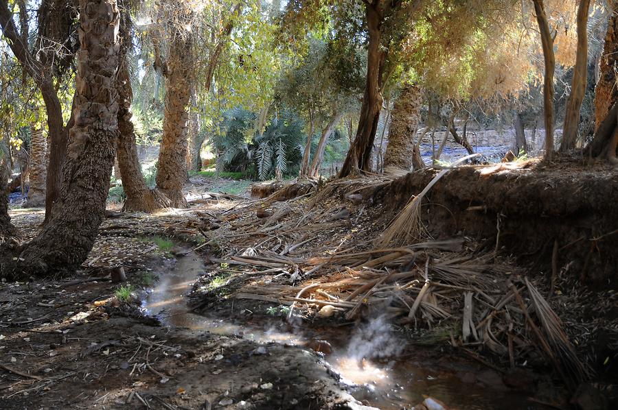 Palm Grove near El-Bawiti