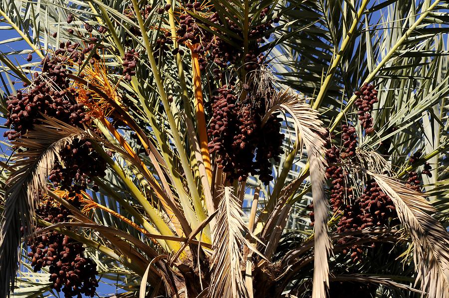 Palm Grove near El-Bawiti