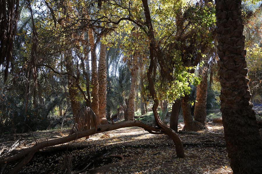 Palm Grove near El-Bawiti