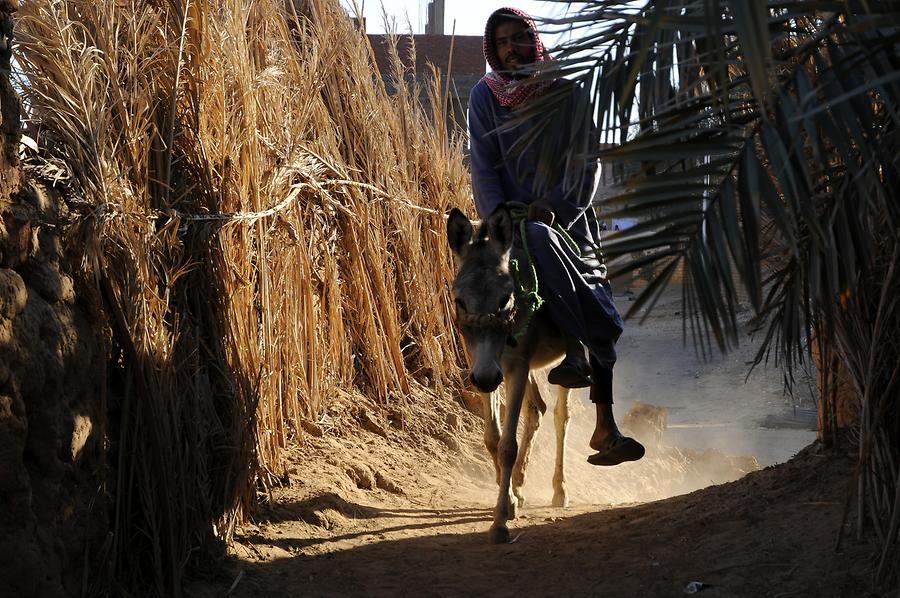 Dakhla Oasis - Donkey