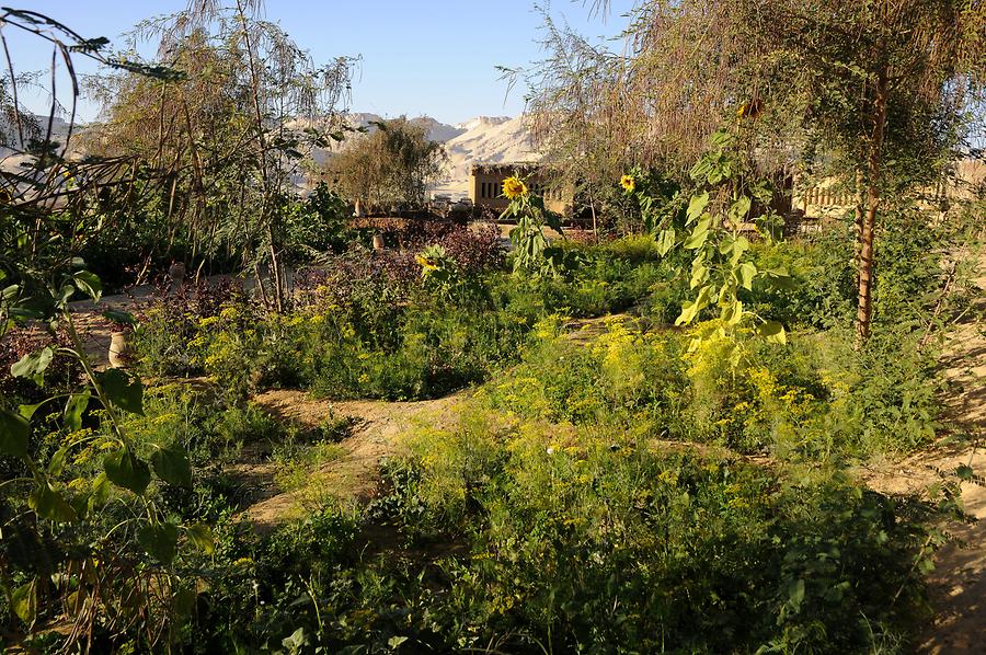 Dakhla Oasis - Fields