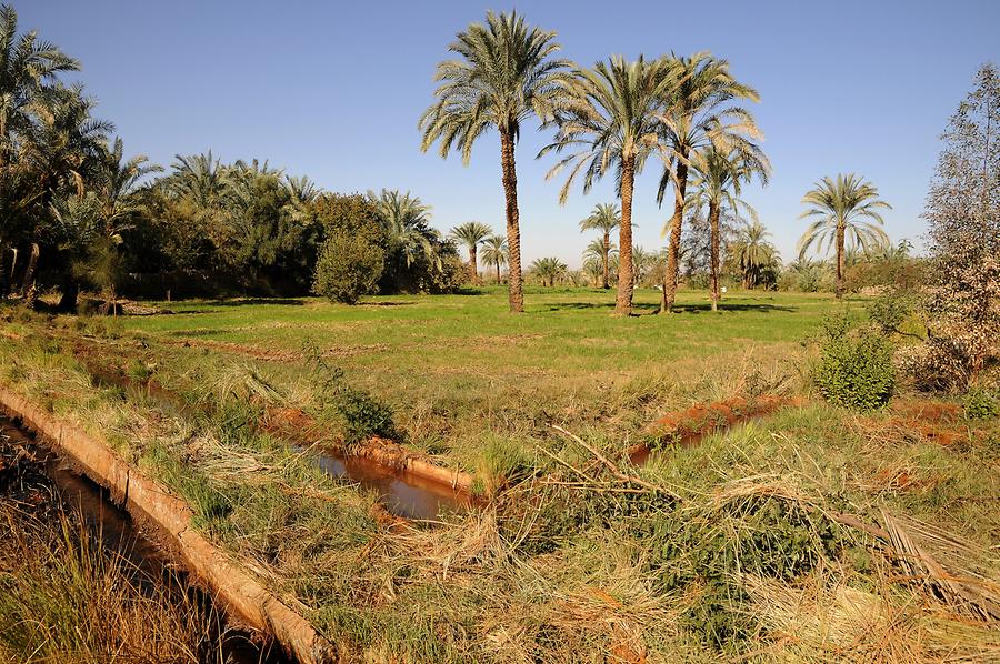 Dakhla Oasis - Fields