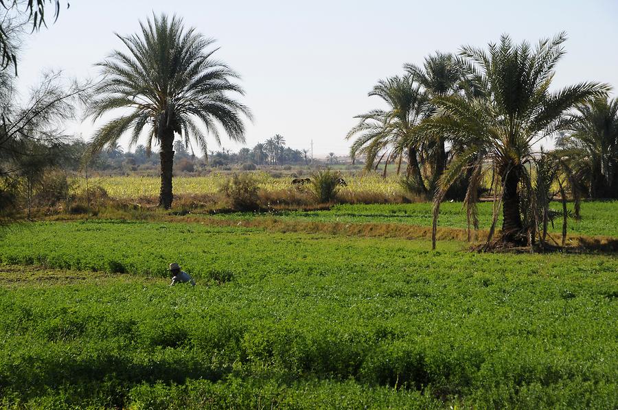 Dakhla Oasis