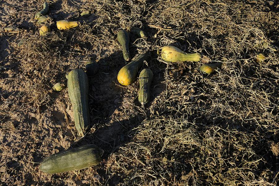 Western Desert - Desert Gourd