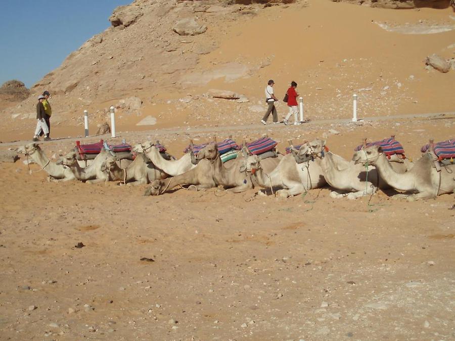 Camels, Temple of Amada