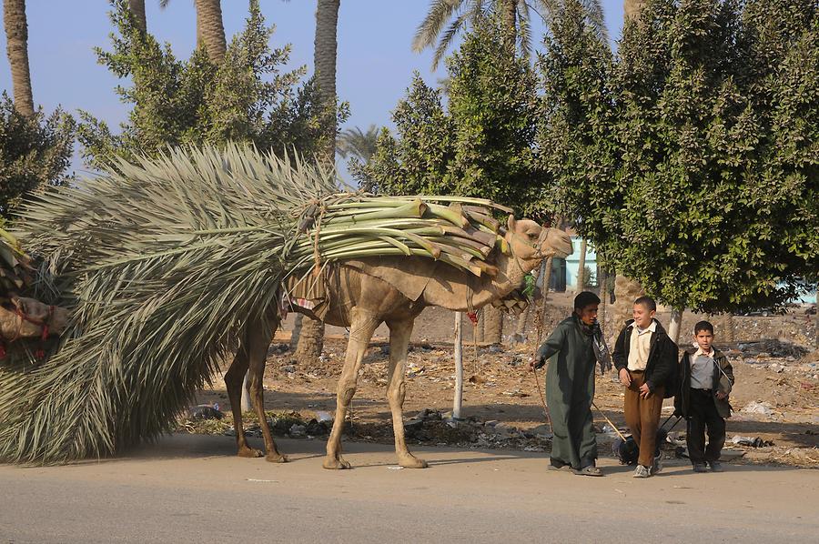 Nile Valley near Memphis; Camel