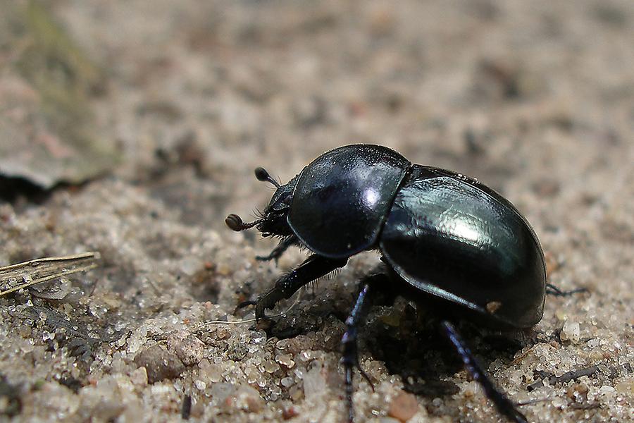 Dung Beetle