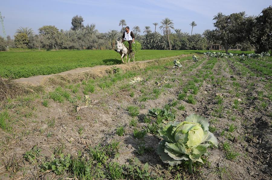 Faiyum Oasis