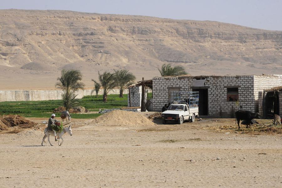 Oasis near Amarna