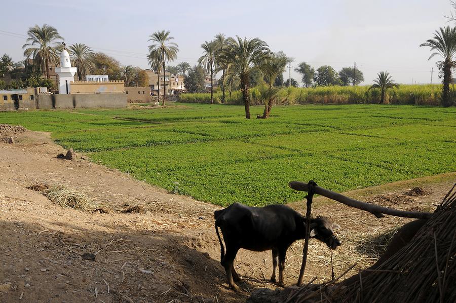 Oasis near Dendera