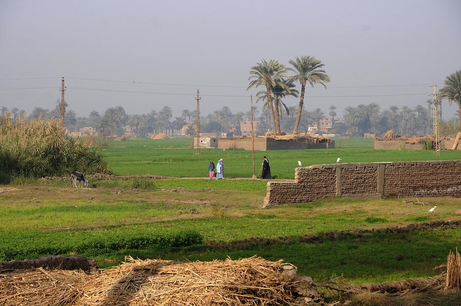 Oasis near Dendera