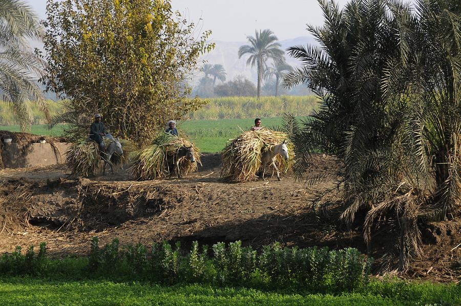 Sugarcane Harvest