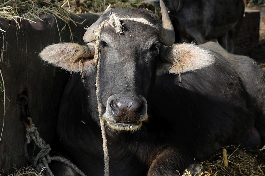 Water Buffalo