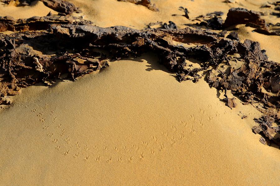 Desert near Bir Kiseiba - Lava Rocks