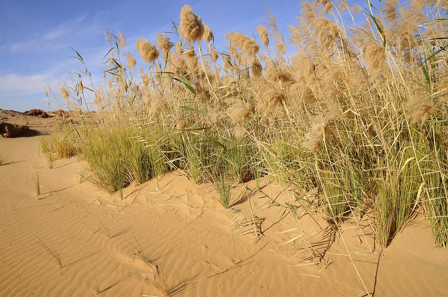 Desert near Bir Kiseiba