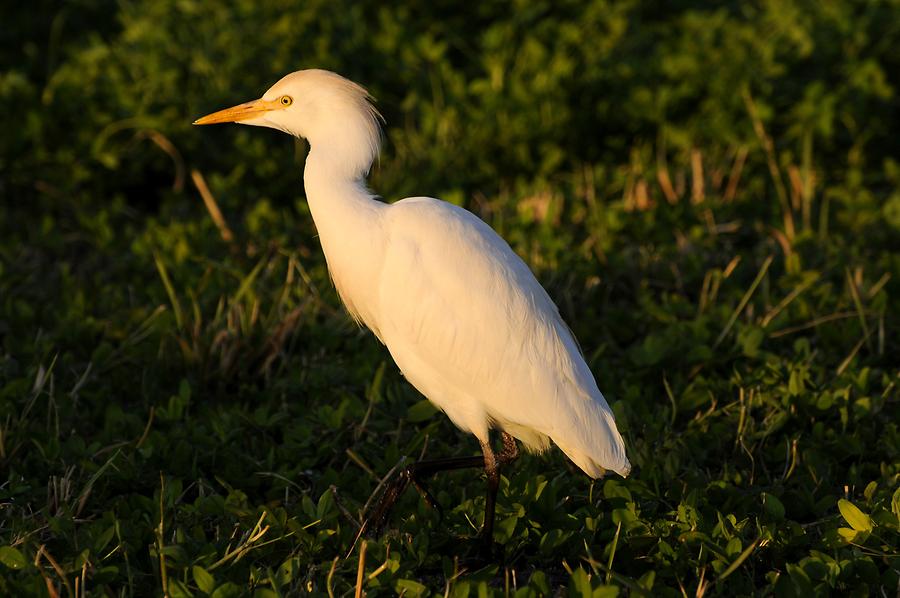 Kharga - Oasis; Cattle Egret