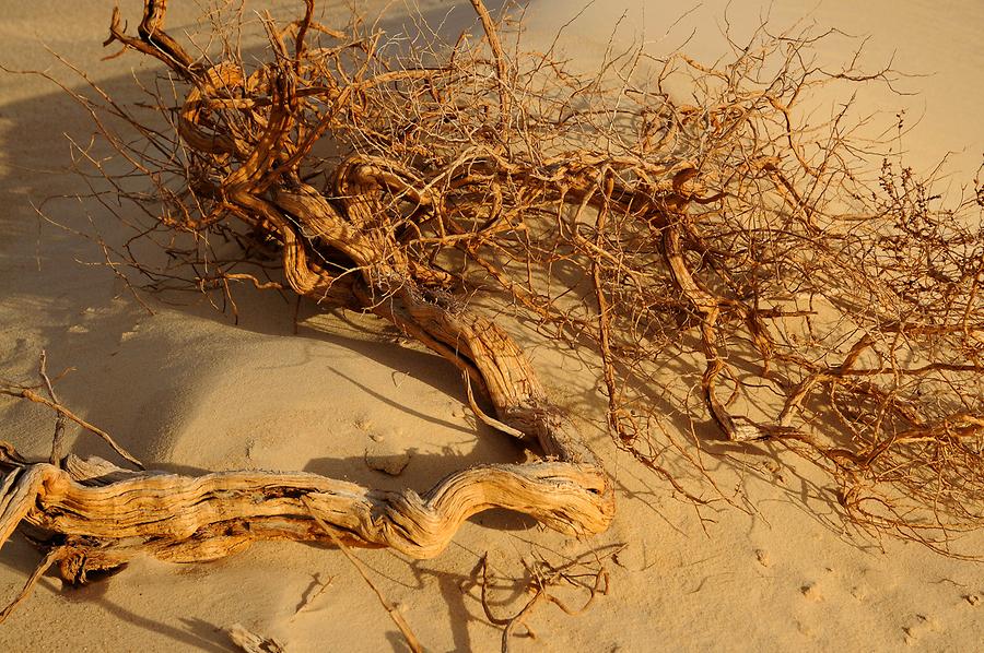 Libyan Desert - Vegetation