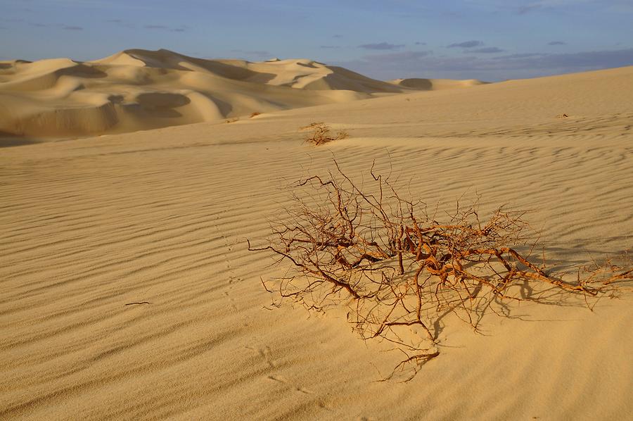 Libyan Desert