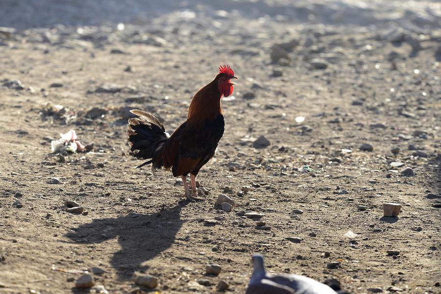 Axum - Old Town; Rooster