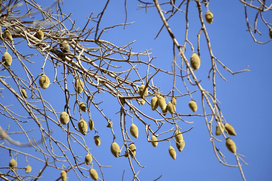 Simien Mountains - Baobab