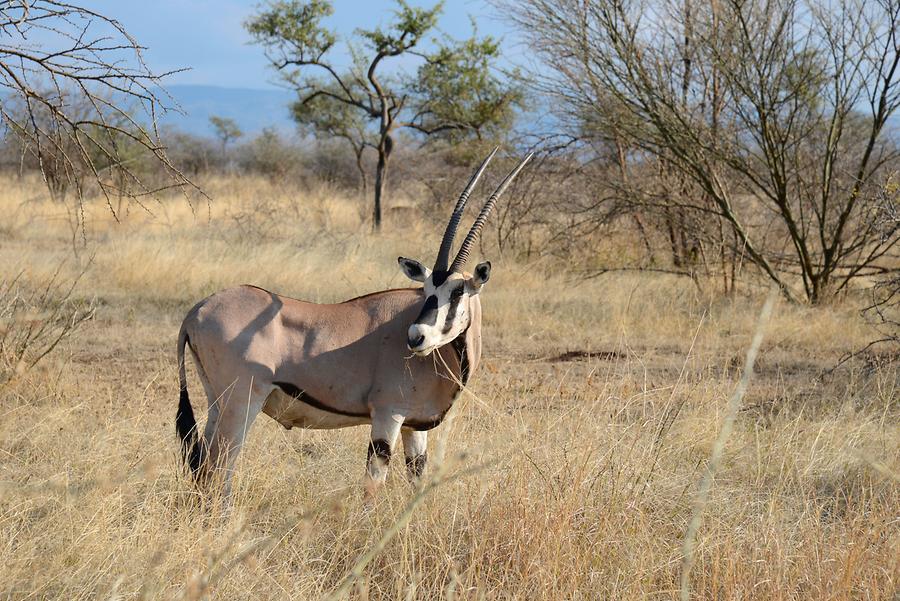 Awash National Park - Oryx