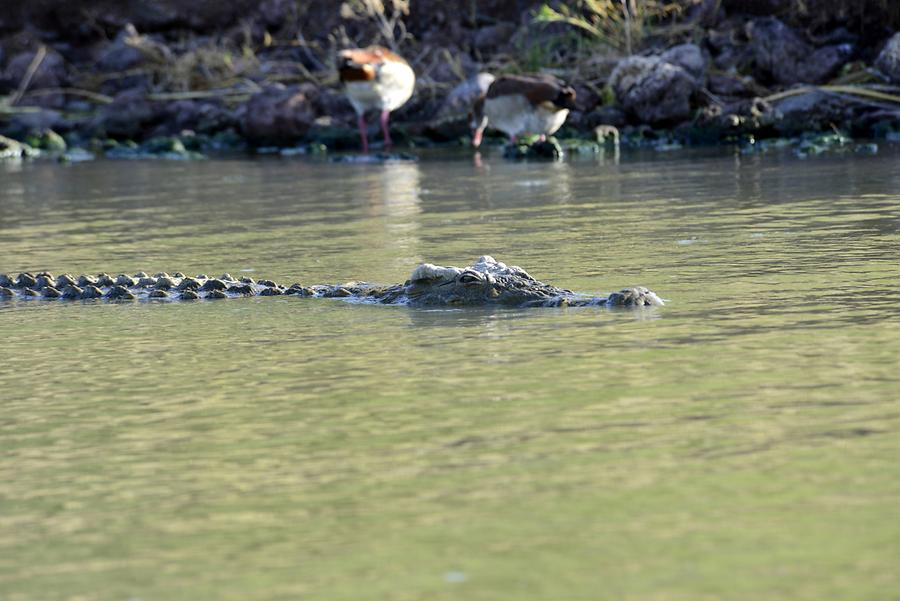 Lake Chamo - Crocodile