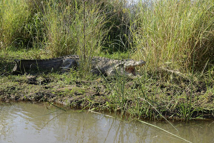 Lake Chamo - Crocodile